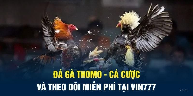 Đá gà trực tiếp Thomo được săn đón với lượng người chơi khủng