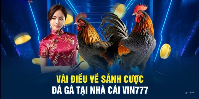 Tìm hiểu ưu điểm tạo nên sức hút sảnh đá gà Vin777