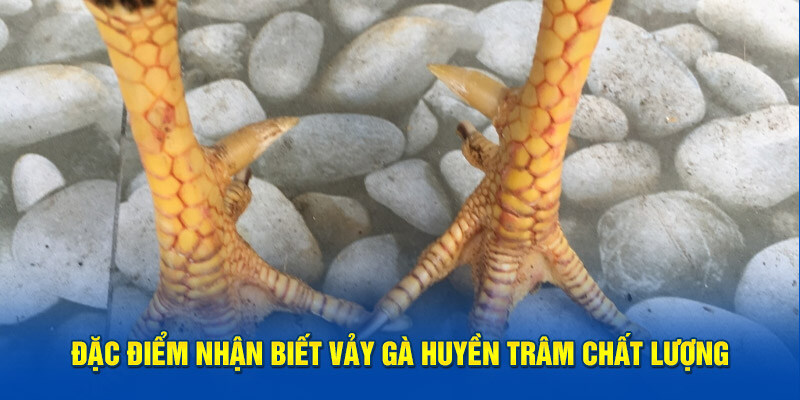 Tìm Hiểu Chi Tiết Vảy Gà Huyền Trâm Cùng Vin777 Chúng Tôi